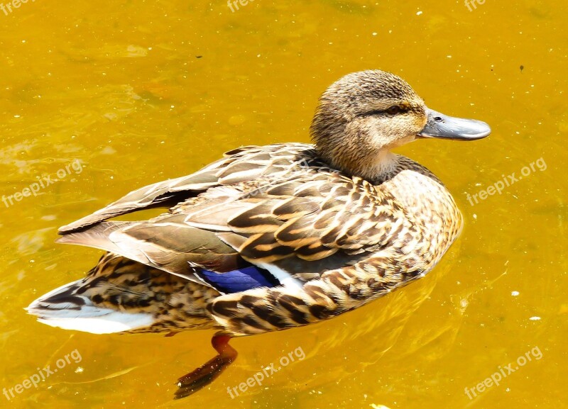 Mallard Duck Female Water Bird Pond Water Park