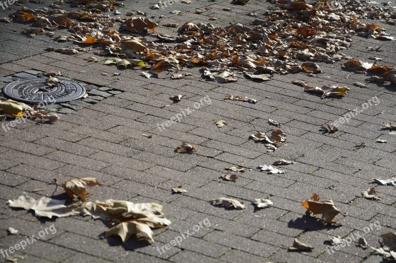 Leaves Leaf Piles Autumn Fall Foliage Fall Leaves