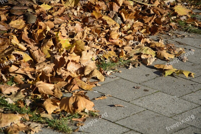 Leaves Leaf Piles Autumn Fall Foliage Fall Leaves