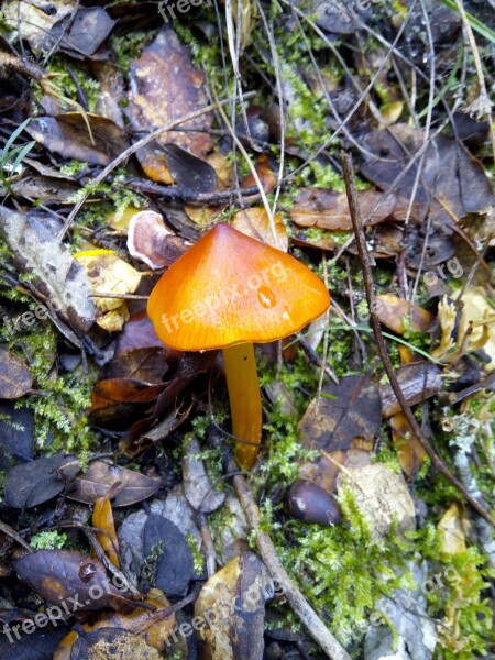 Mushroom Forest Autumn Moisture Moss