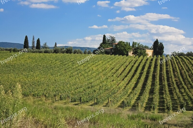 Toscana Italy Vine Grape Field