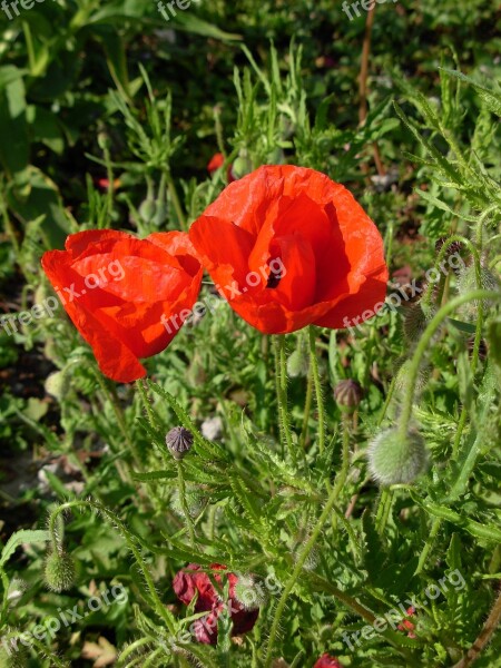 Flower World War 1 Summer Poppy Free Photos