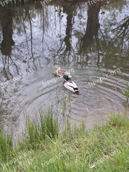 Utrecht Ducks Water Nature Free Photos