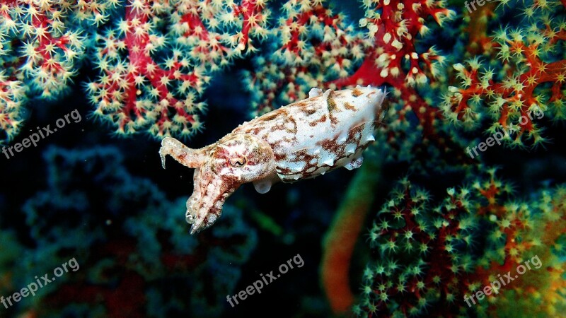 Diving Macro Indonesia Sulawesi Lembeh