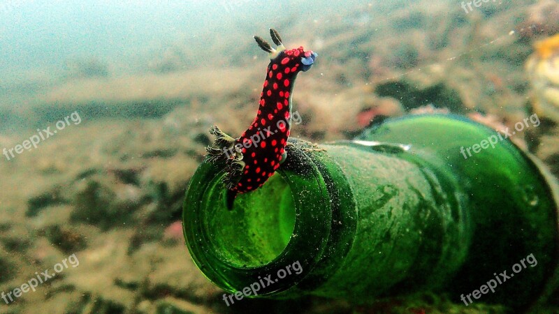 Nudibranch Nembrotha Diving Underwater Macro