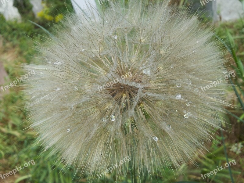 Dandelion White Yellow Drop Water