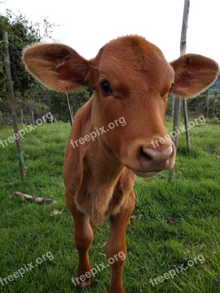 Calf Cow Livestock Veal Animals