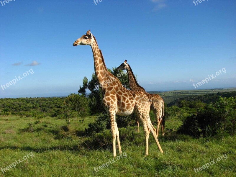 Giraffes Sky South Africa Wild Animal Animal World