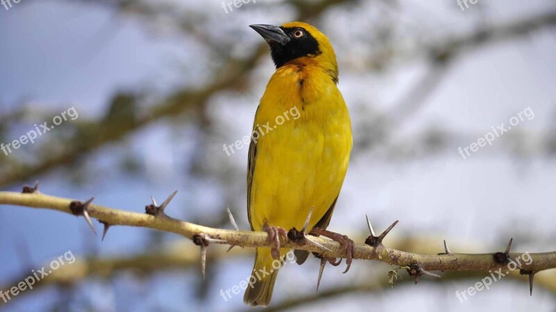 Yellow Bird Namibia Thorns Webervogel Nature