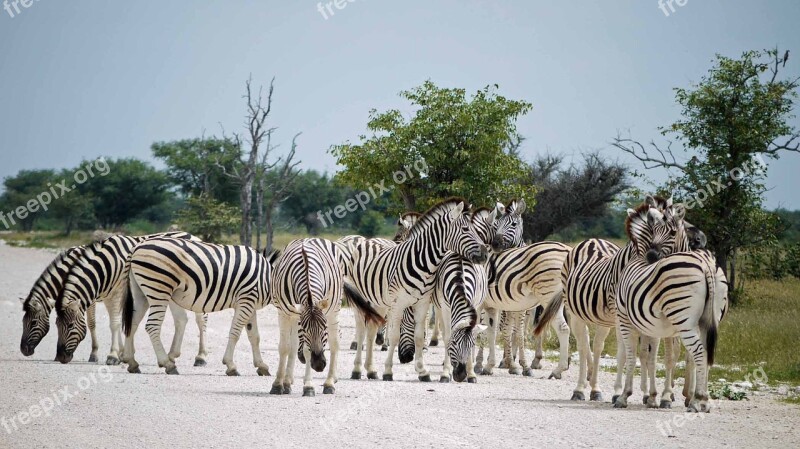 Zebras Namibia Etosha Africa Steppe