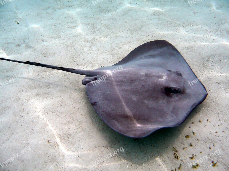 Stingray Tahiti French Polynesia Dive Underwater