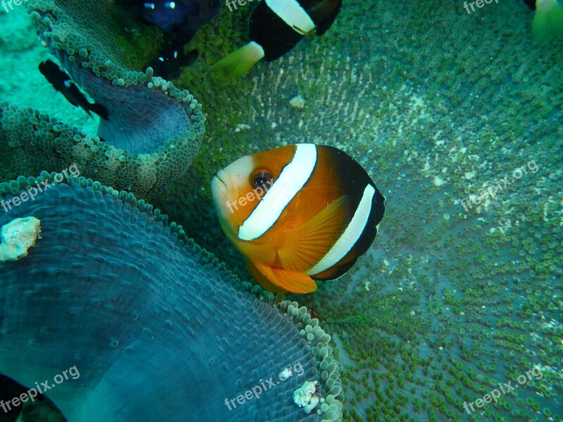 Clown Fish Clown Anemone Philippines Underwater