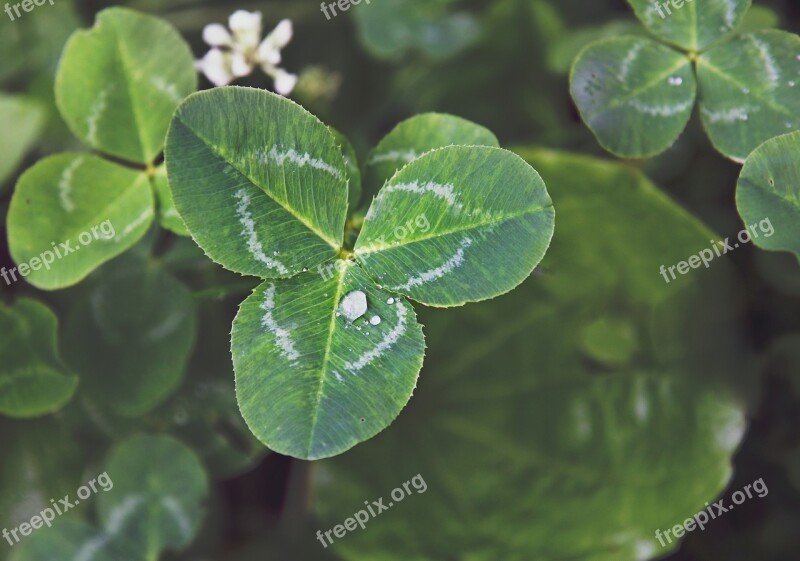 Clover Trifoliate Macro Drops Raindrops