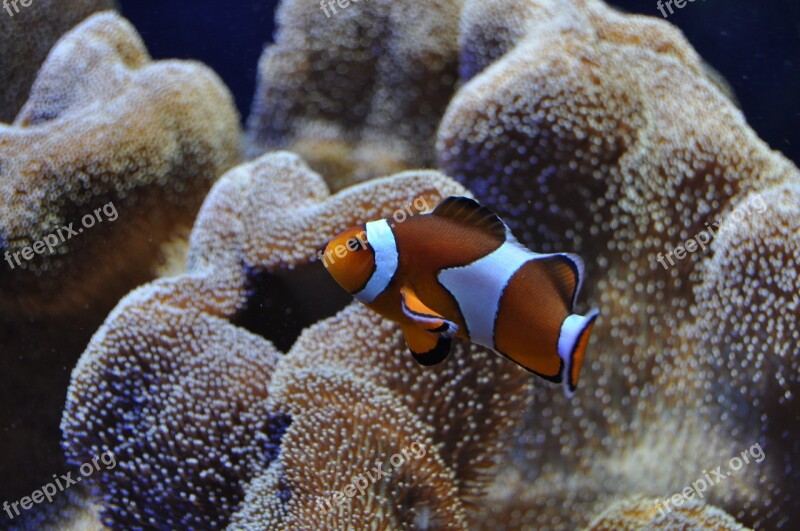 Clown Fish Nemo Underwater World Reef Anemones