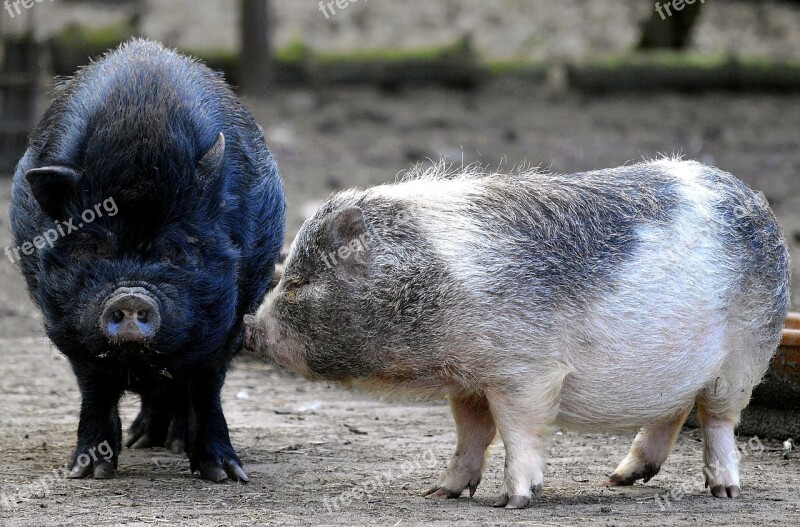 Pigs Hanging Belly Bristles Eyes Nature