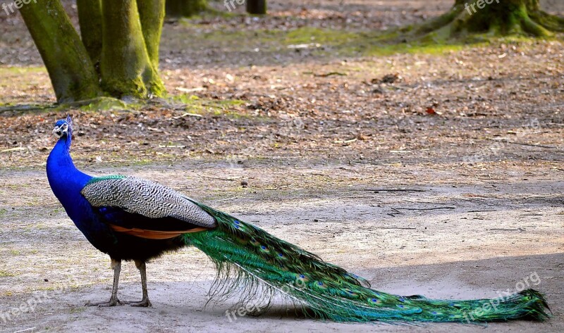 Peacock Colorful Blue Peacock Blue Peacock Feathers