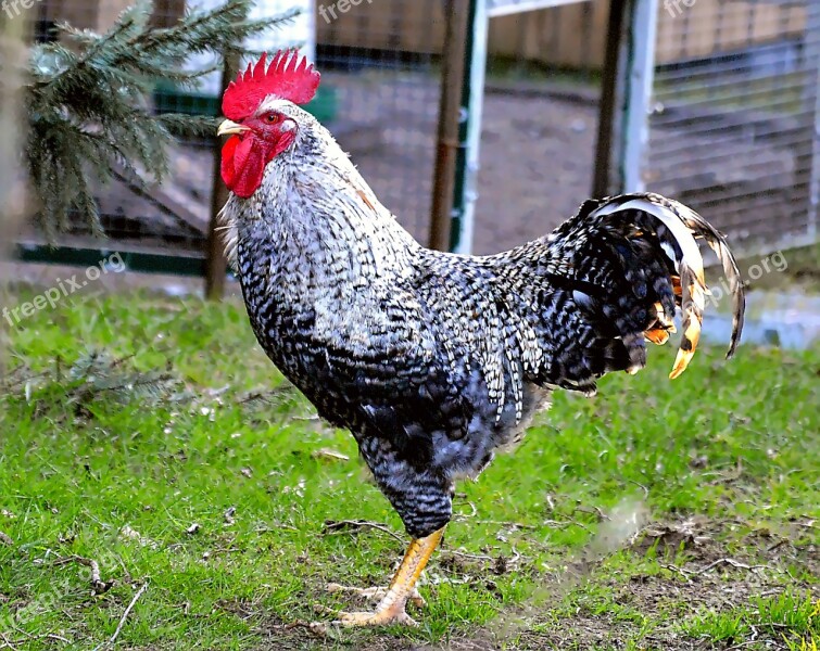 German Sparrowhawk Cock Comb Poultry Endangered Livestock Breed German Sperber