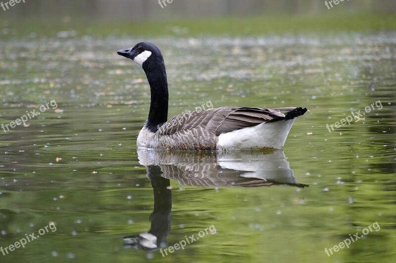 Canada Goose Water Mirroring Lake Reflections