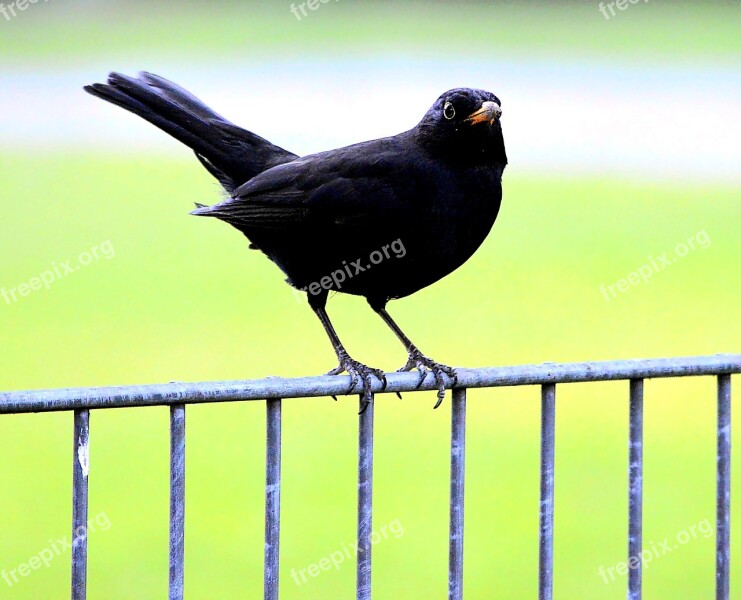 Blackbird Nature Garden Bird Birds