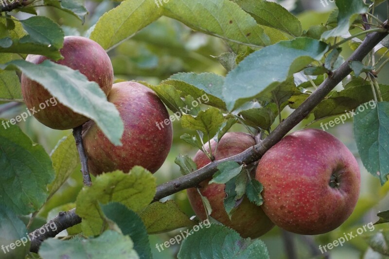 Nature Apple Fruit Apple Tree Red Apple