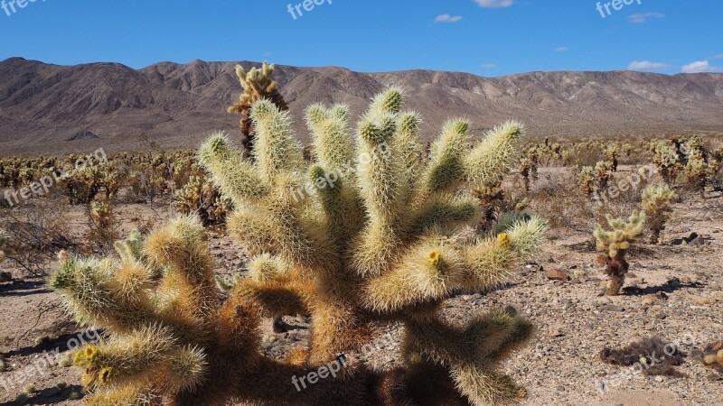 Natural Park Cacti California Joshua Tree Free Photos