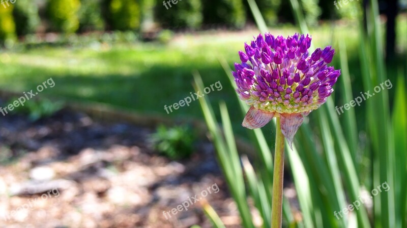 Garlic Dashing Garlic Główkowaty Flower Główkowaty