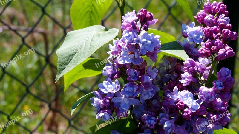 Lilac Without Flower Garden Nature