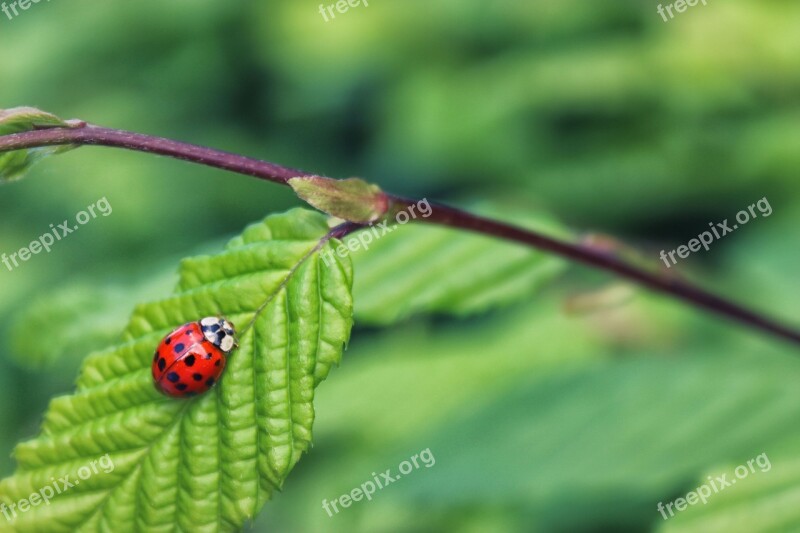 Ladybug Ladybird Nature Insect Bug