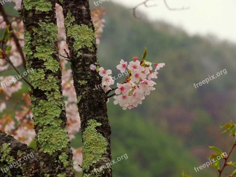 Cherry Blossoms Japan Takato Cherry Blossoms Mountain Natural