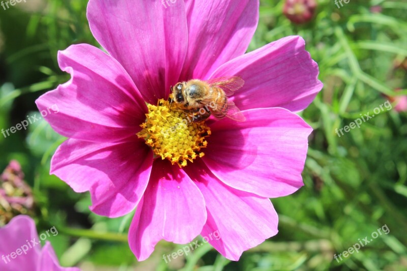 Flower Blossom Bloom Bee Nature