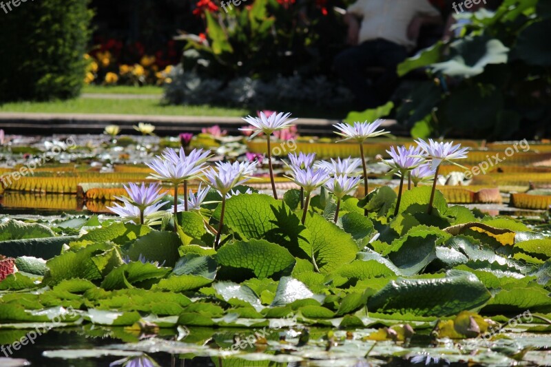 Nature Nuphar Lutea Water Lily Aquatic Plant Blossom