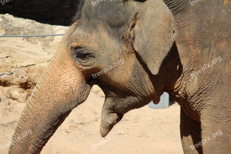 Elephant Animal Africa Zoo Proboscis