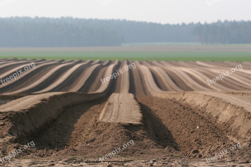 Landscape Potato Field Potatoes Field Arable