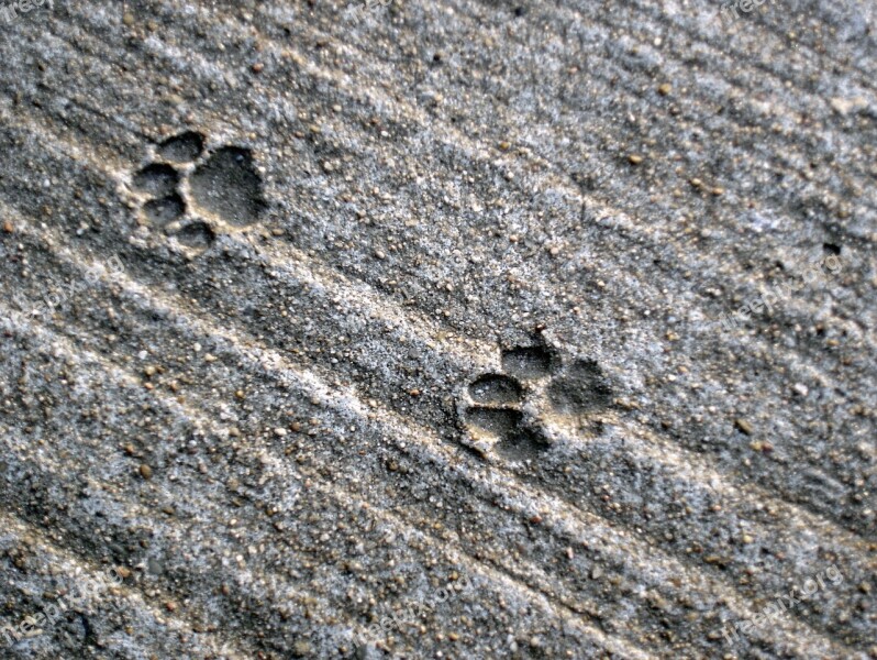 Traces Cat Track Concrete Paws