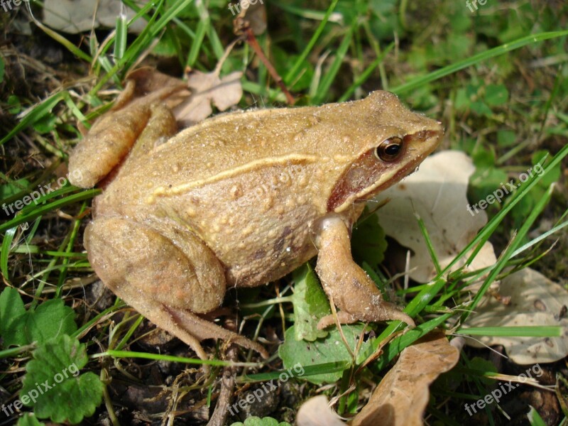 Toad Meadow Nature Amphibians Free Photos