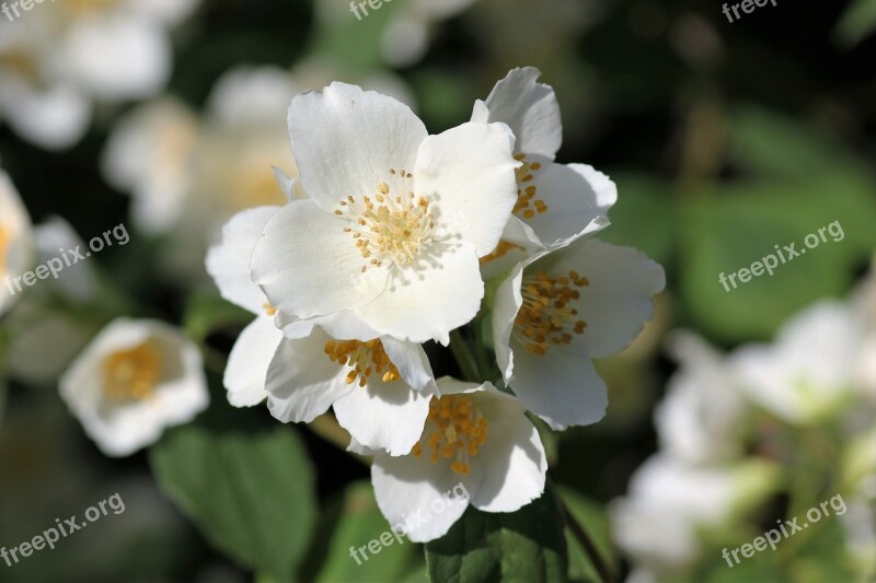 Jasmine Morning Bloom Blossom White Flower Freshness