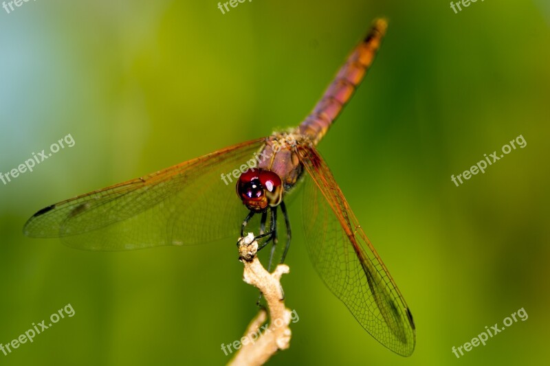 Dragon Fly Uganda Nature Free Photos