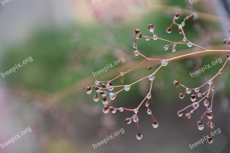 Water Droplets Rain Rainy Free Photos