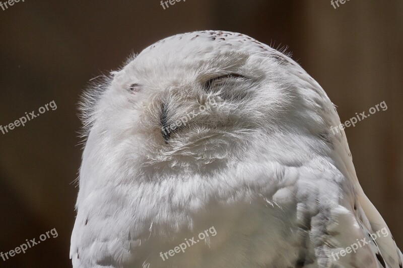 Snowy Owl Bill Bird Owl Nature