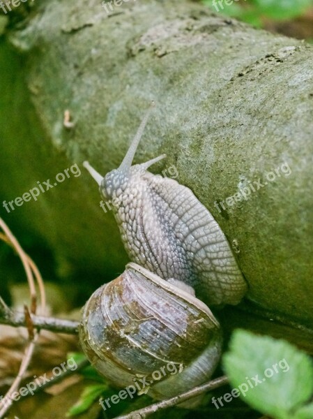 Snail Forest Mucus Churches Animal