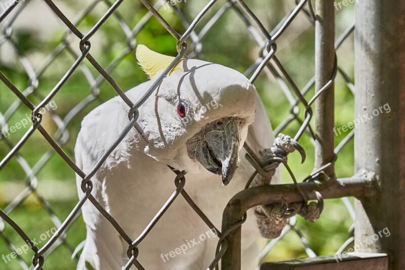 Cockatoo Grid Bird Imprisoned Zoo