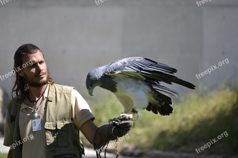 Birds Of Prey Booted Eagle Eagle Birds Predators