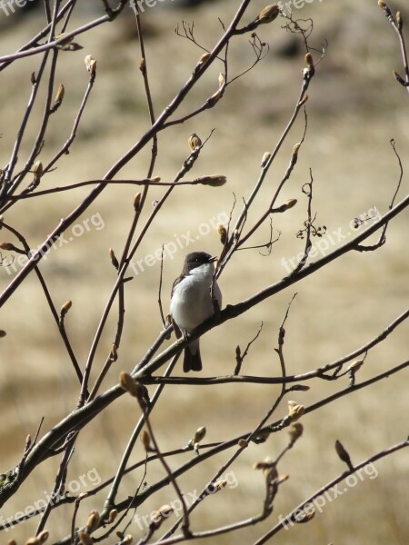 Flycatcher Branches Tree Buds Spring