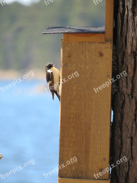 Birdhouse Flycatcher Summer Nest Bird