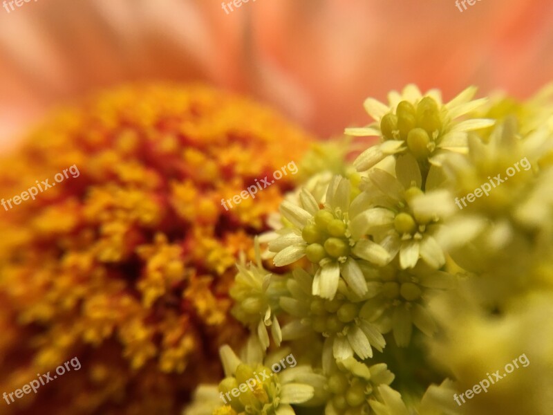 Flowers Orange Flowers Isolated Blossom Bloom