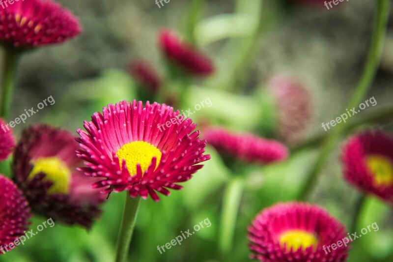 Daisy Red Plant Blossom Bloom