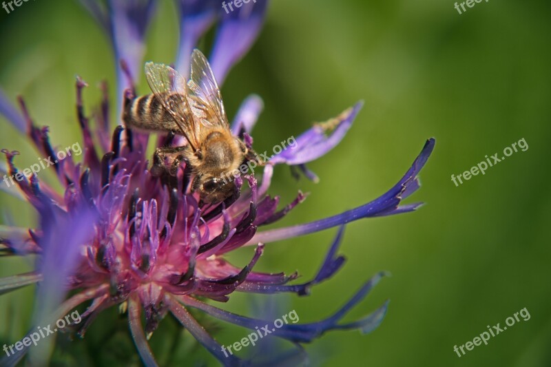 Cornflower Bee Flower Blue Blossom