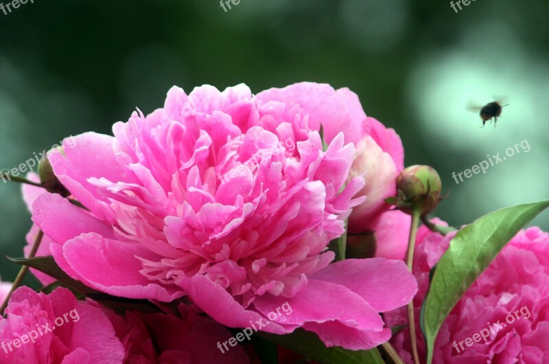 Flower Peony Pink Spring Garden