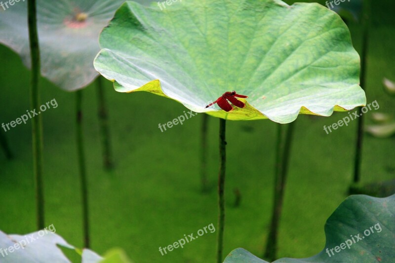 Lotus Leaf Red Dragonfly Duckweed Green Stand