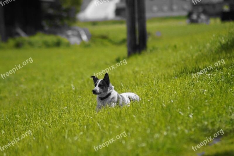 Dog Meadow Attentive Dog Dog Portrait Sweet